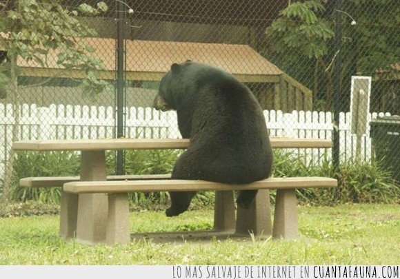 Oso,Pensar,Miel,triste,parque,mesa,merendero,pardo